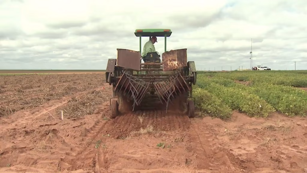 Tractor en la cosecha de cacahuate en un campo de la región de Delicias, Chihuahua