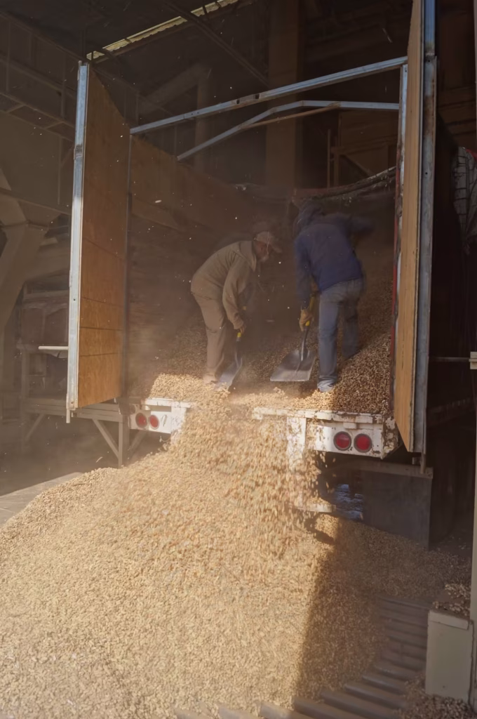 Descarga de cacahuate de campo en el área de recibo de la planta