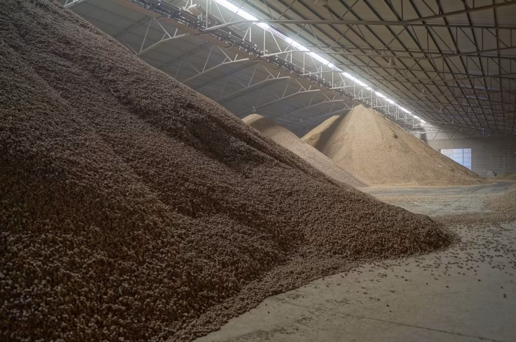 Montañas de cacahuate en cáscara almacenado en la bodega de Montagro