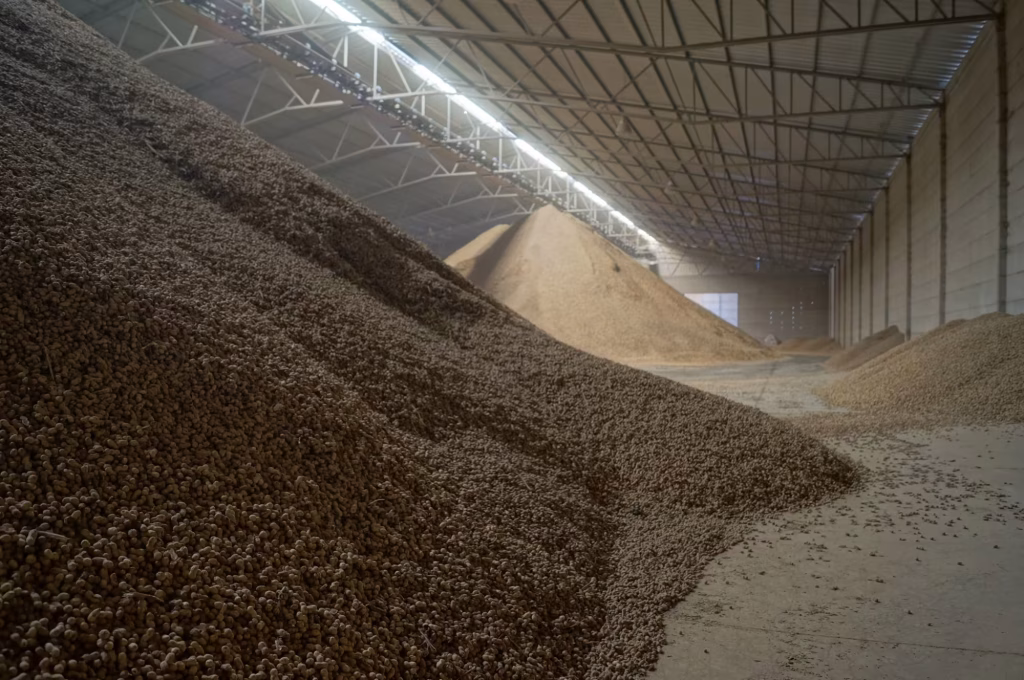 Cacahuate a granel en la bodega de almacenamiento