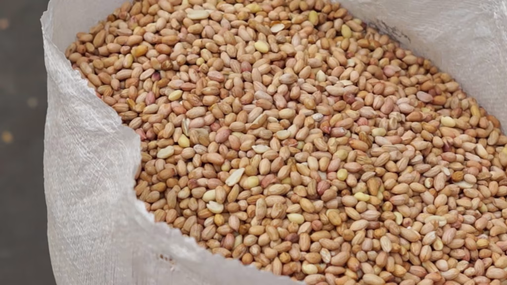 Cacahuate alto oleico en super saco listo para embarque